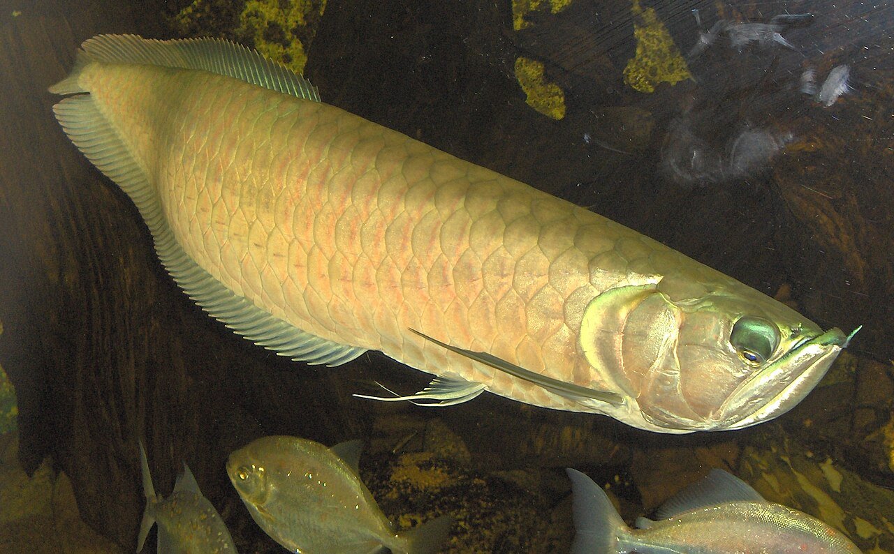 Aruanã