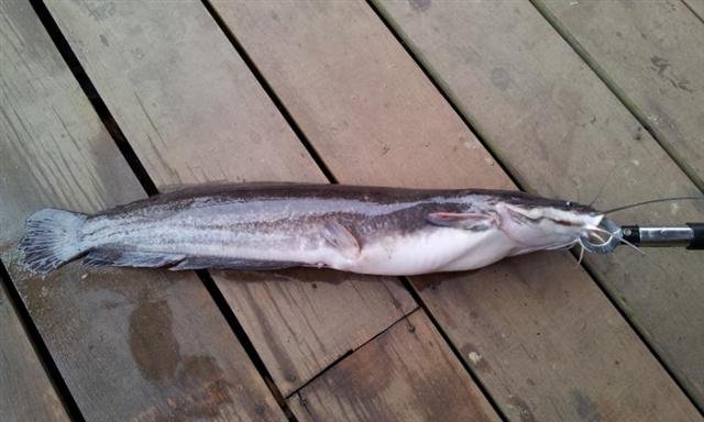 Bagre-africano