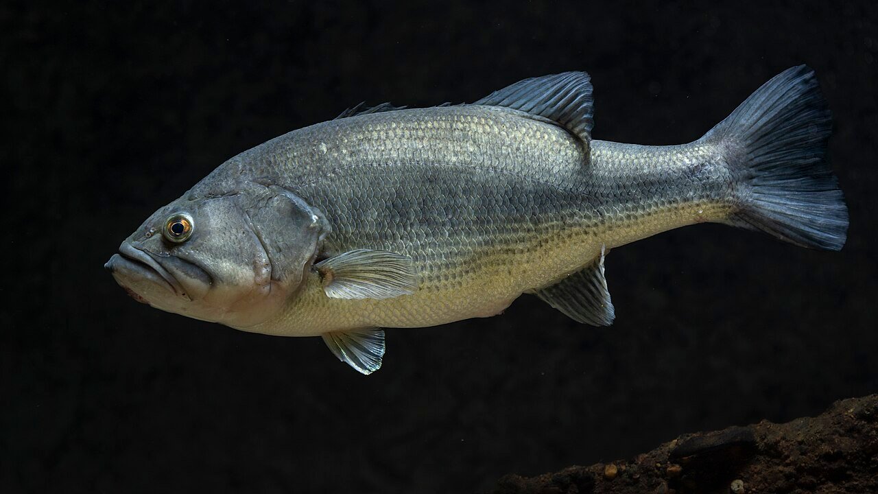 Black bass