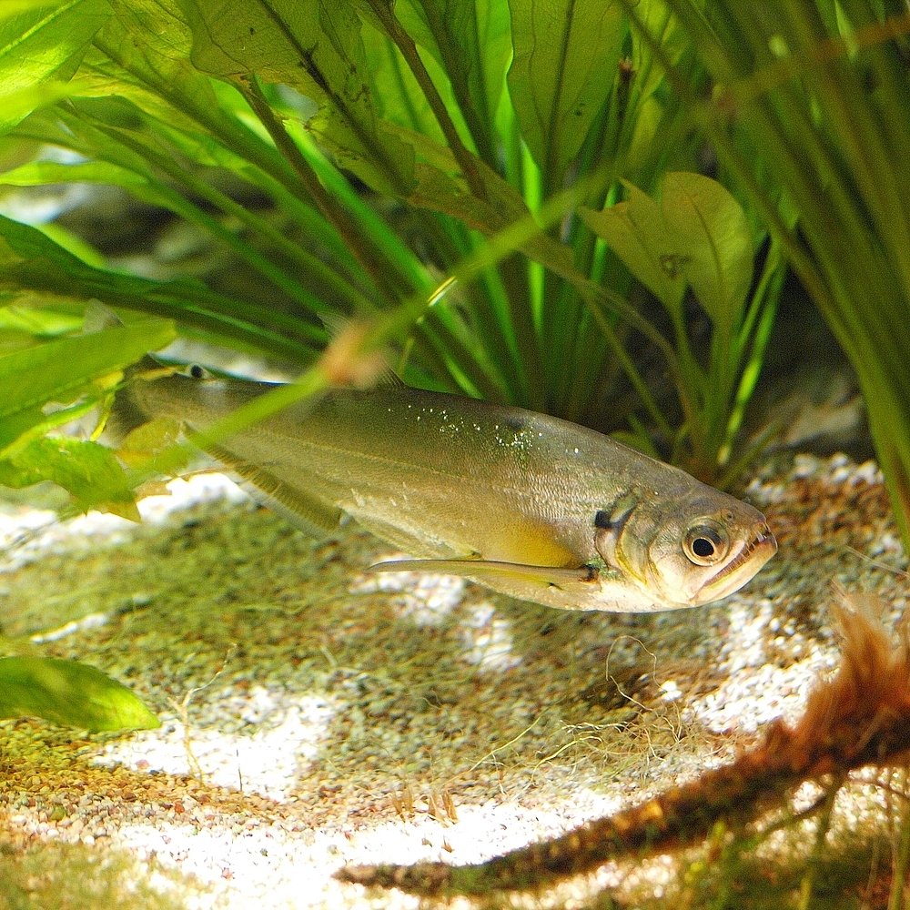 Cachorra / Pirandirá