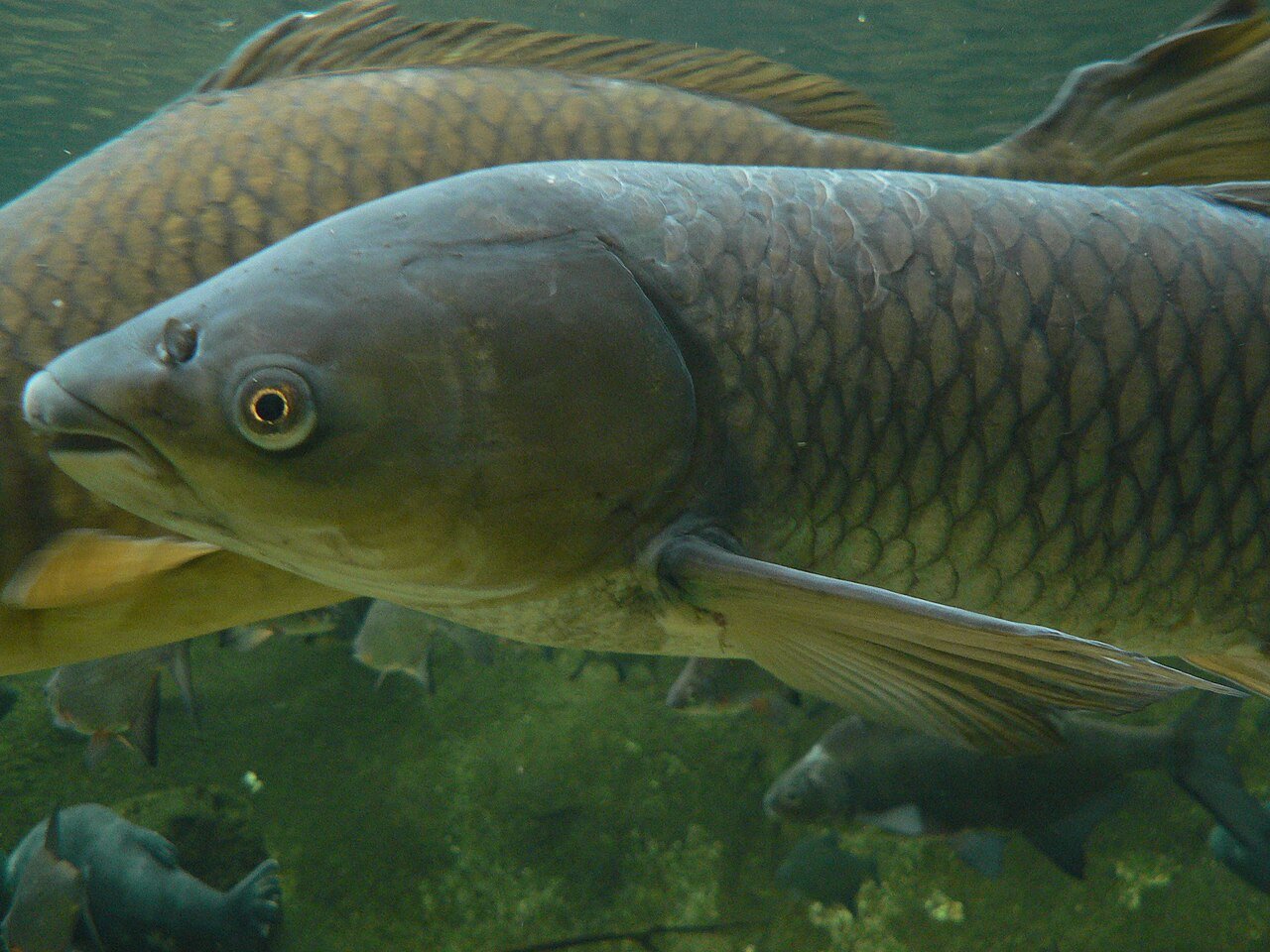 Carpa-capim