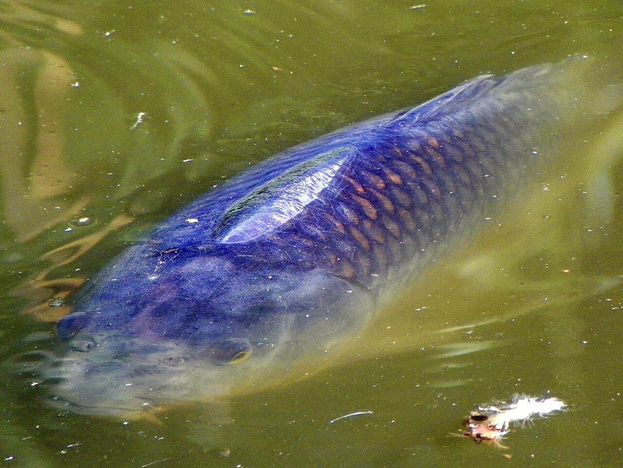 Carpa