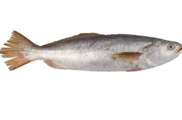 Pescada-branca