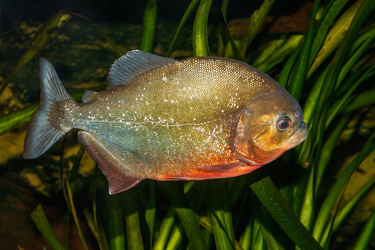 Piranha