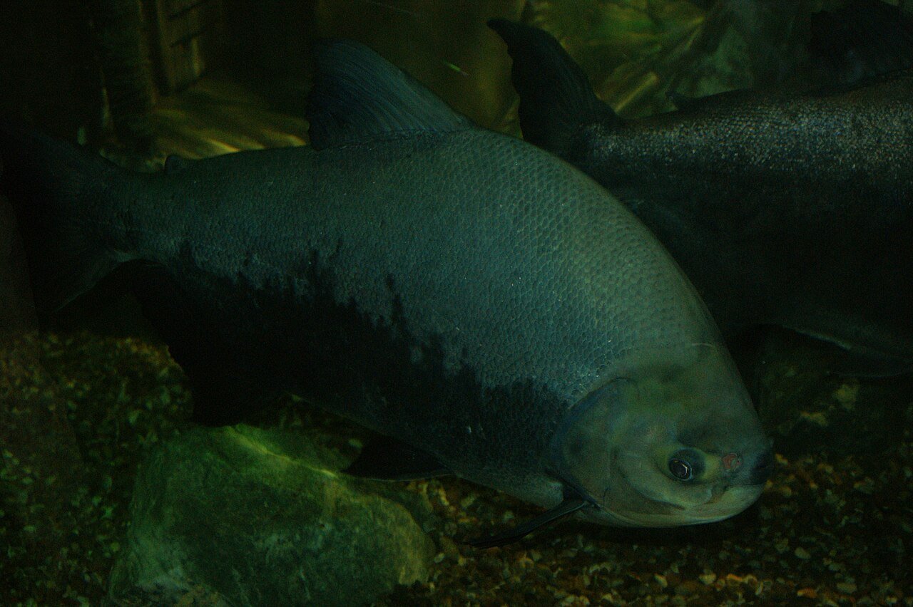 Pirapitinga