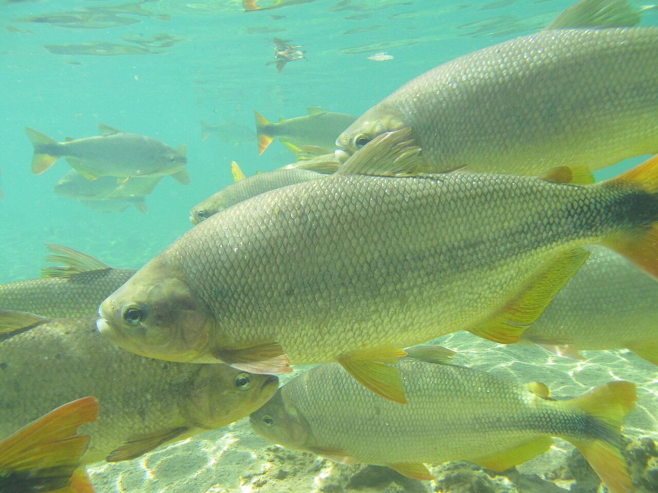 Piraputanga